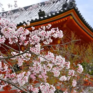 Sakura 祇園北 京都市