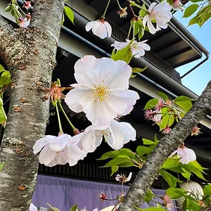 Rinn かみえびす 京都市